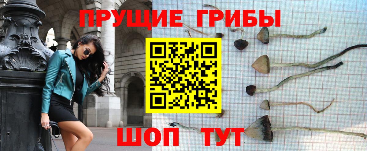 Псилоцибиновые грибы мицелий Тихвин